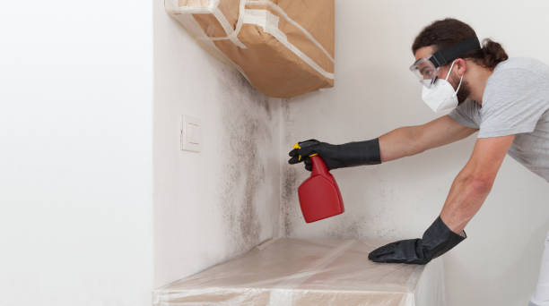 Basement Mold Remediation treatment on basement walls in Spring Grove